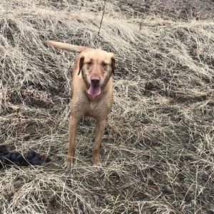 Meet your Posher, Tyler